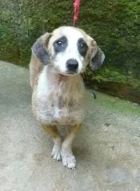 Cachorro ra a SRD idade 7 a 11 meses nome Corujinha