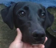 Cachorro raça SRD idade 1 ano nome Malu