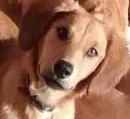 Cachorro ra a mestiço de duschund idade 2 a 6 meses nome Lok