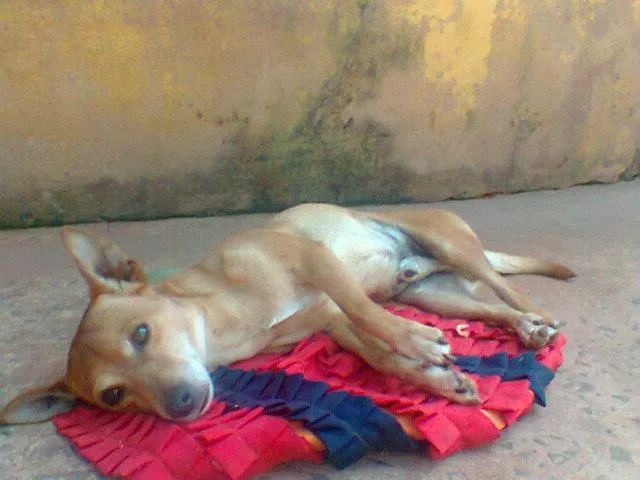 Cachorro ra a VIRA LATA idade 5 anos nome STUART