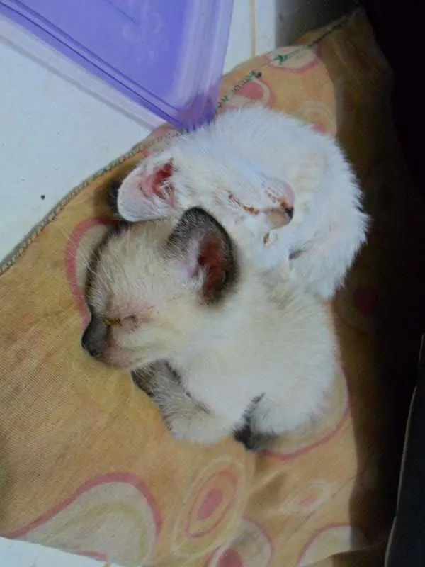 Gato ra a vira lata idade Abaixo de 2 meses nome sem nome