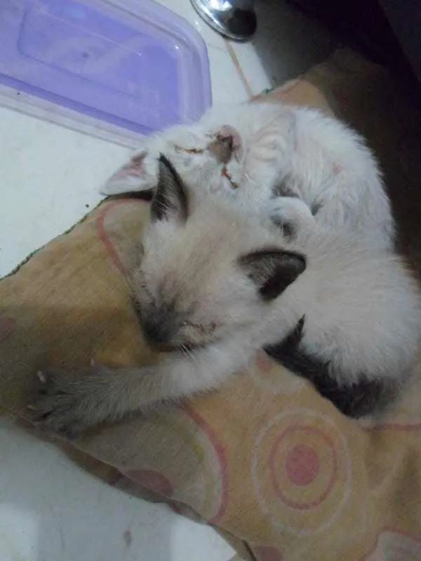 Gato ra a vira lata idade Abaixo de 2 meses nome sem nome