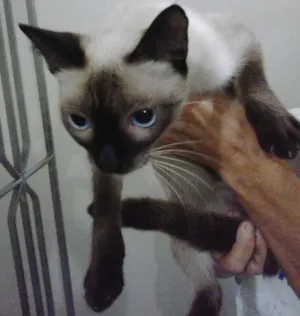 Gato raça Siamês idade 2 a 6 meses nome sem nome ainda