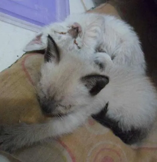 Gato ra a vira lata idade Abaixo de 2 meses nome sem nome