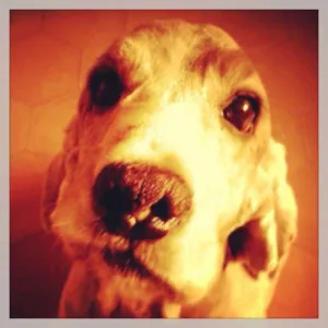 Cachorro raça Cocker idade 6 ou mais anos nome Bob