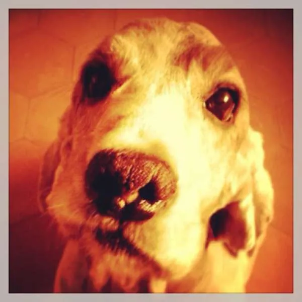 Cachorro ra a Cocker idade 6 ou mais anos nome Bob