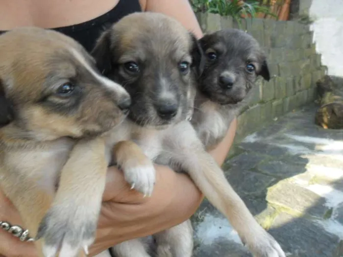 Cachorro ra a SRD idade Abaixo de 2 meses nome XXXXXXXXXX