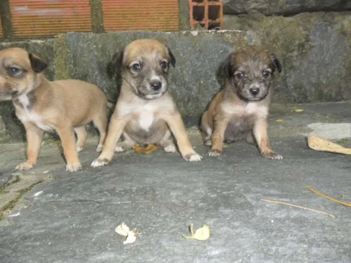 Cachorro ra a SRD idade Abaixo de 2 meses nome XXXXXXXXXX
