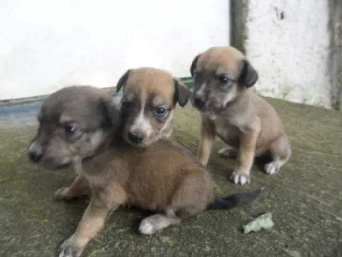 Cachorro ra a SRD idade Abaixo de 2 meses nome XXXXXXXXXX