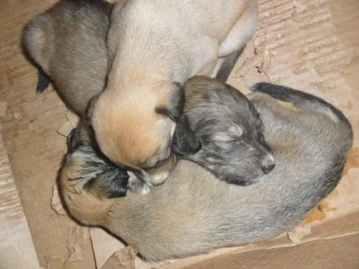 Cachorro ra a SRD idade Abaixo de 2 meses nome XXXXXXXXXX