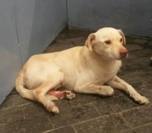Cachorro ra a SRD idade 4 anos nome Marvin