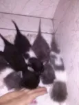 nao tem