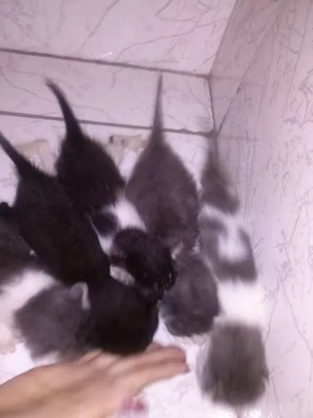 Gato raça  idade Abaixo de 2 meses nome nao tem