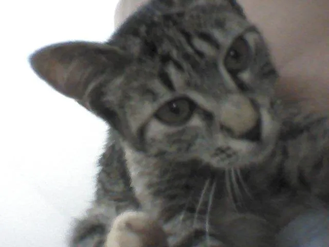 Gato ra a  idade 2 a 6 meses nome Dara