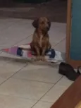 Belinha