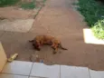Belinha