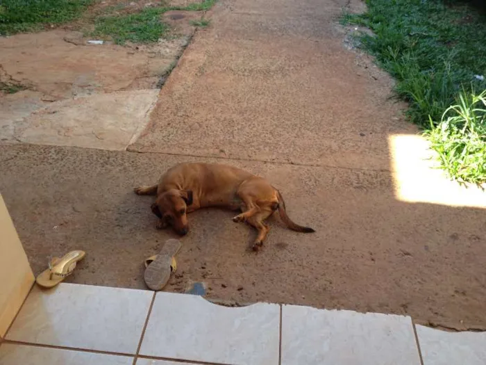 Cachorro ra a salsicha idade 2 a 6 meses nome Belinha