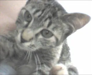 Gato raça  idade 2 a 6 meses nome Dara