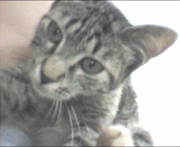 Gato ra a  idade 2 a 6 meses nome Dara