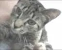 Gato raça  idade 2 a 6 meses nome Dara