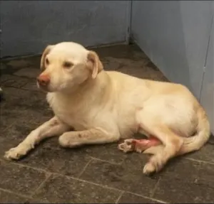 Cachorro raça SRD idade 4 anos nome Marvin