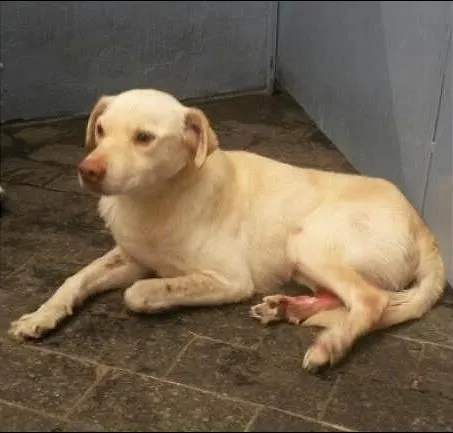 Cachorro ra a SRD idade 4 anos nome Marvin