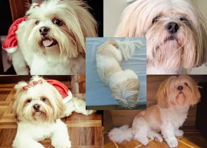 Cachorro ra a Lhasa Apso idade 5 anos nome Ping Fu GRATIFICA