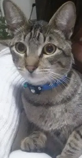 Gato raça sem raça definido idade 1 ano nome Tom