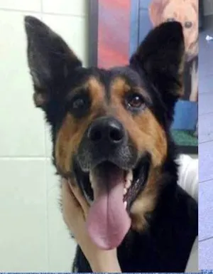 Cachorro raça mix de pastor belga idade 1 ano nome Duke