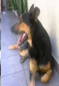 Duke
