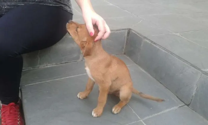 Cachorro ra a SRD idade 2 a 6 meses nome Sem nome