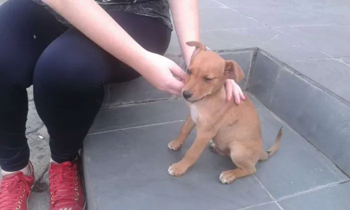 Cachorro ra a SRD idade 2 a 6 meses nome Sem nome