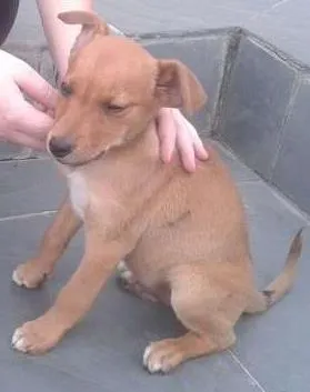 Cachorro ra a SRD idade 2 a 6 meses nome Sem nome