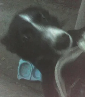 Cachorro raça SRD idade 2 a 6 meses nome Belinha