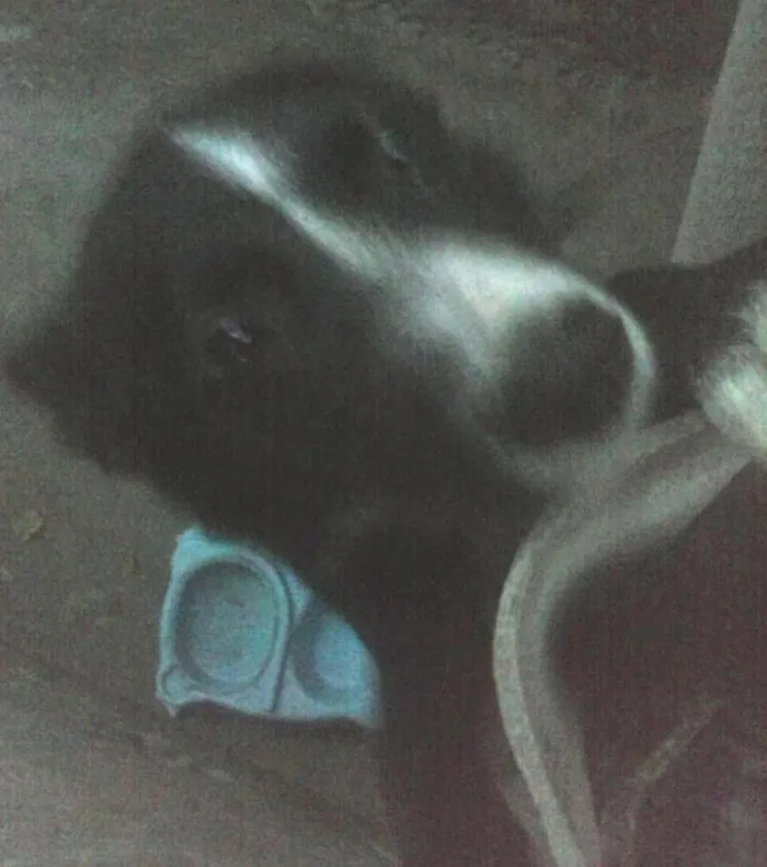 Cachorro raça SRD idade 2 a 6 meses nome Belinha