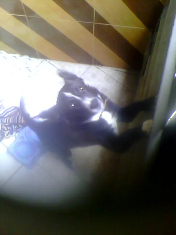 Cachorro raça SRD idade 2 a 6 meses nome Belinha