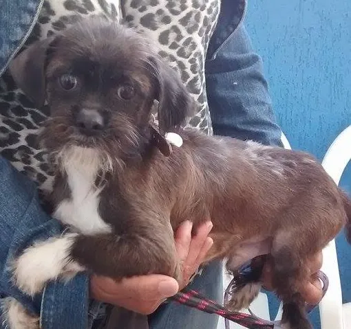 Cachorro ra a sem raça definida idade 3 anos nome Totó