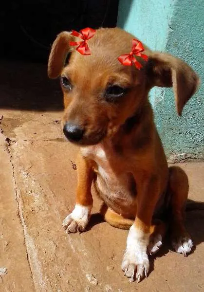 Cachorro ra a SRD idade  nome Princesinha