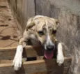 Pingo