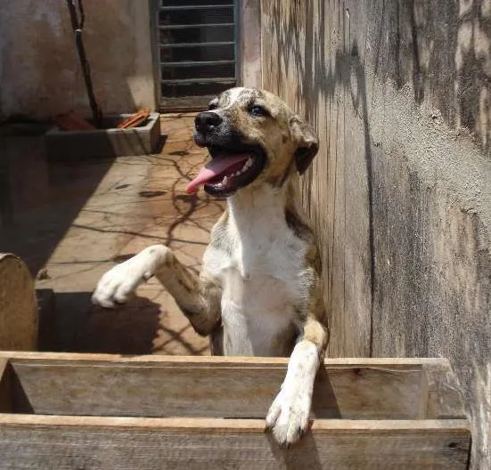 Cachorro ra a Viralata idade 7 a 11 meses nome Pingo