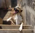 Pingo