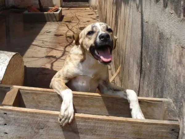 Cachorro ra a Viralata idade 7 a 11 meses nome Pingo