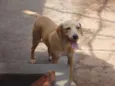 MEL