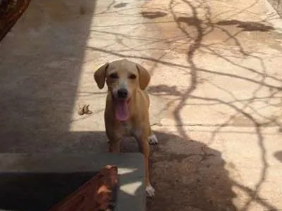 Cachorro ra a VIRALATA idade 1 ano nome MEL