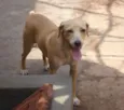 MEL