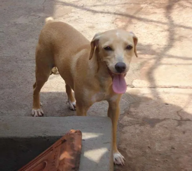 Cachorro ra a VIRALATA idade 1 ano nome MEL