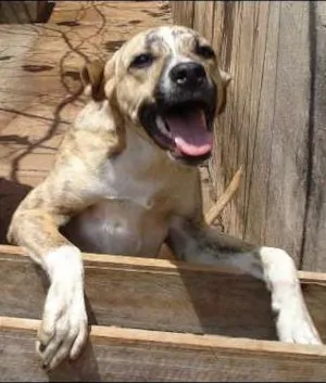 Cachorro raça Viralata idade 7 a 11 meses nome Pingo