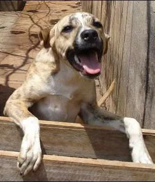 Cachorro ra a Viralata idade 7 a 11 meses nome Pingo