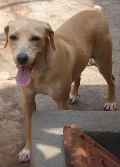 Cachorro ra a VIRALATA idade 1 ano nome MEL