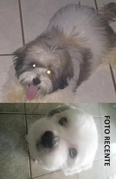Cachorro ra a lhasa apso idade 7 a 11 meses nome Luc